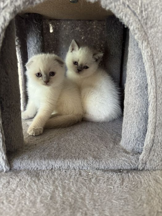 Шотландски късокосмести котенца.