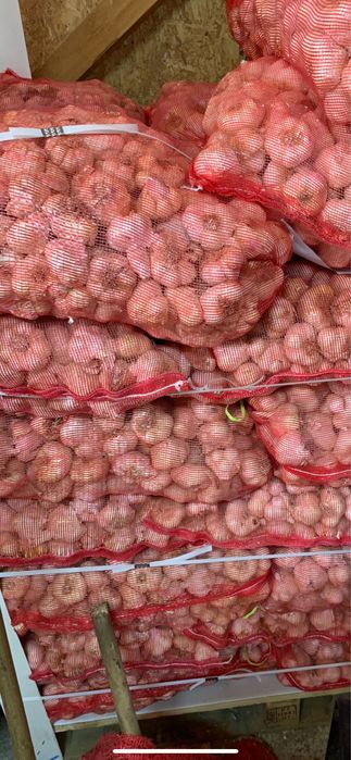 Samanta de lucerna usturoi pentru plantat si arpagic