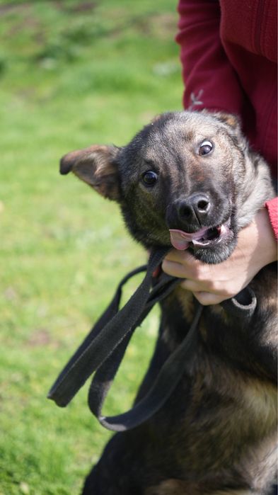 Щенок 5-6 месяцев ищет семью