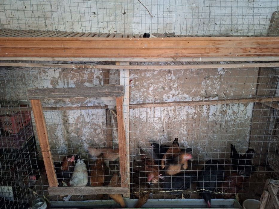 Дамашни товуклар сотилади