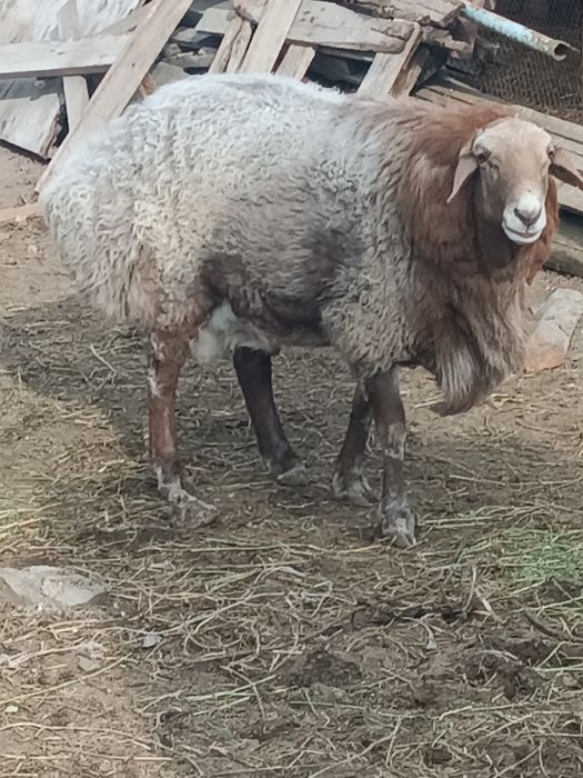 Токты кой Сатам семыз