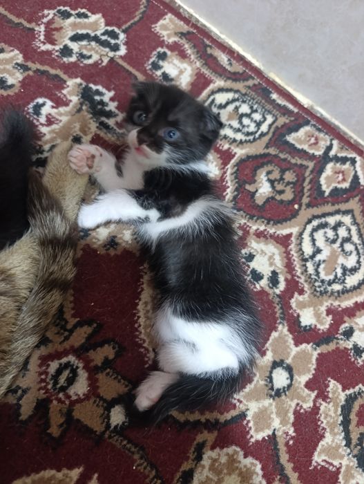 Шотландская веслоушка фолд