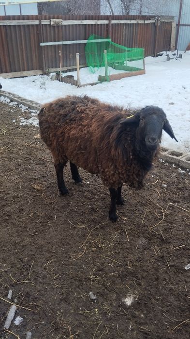 Продам кошкар и барануху.