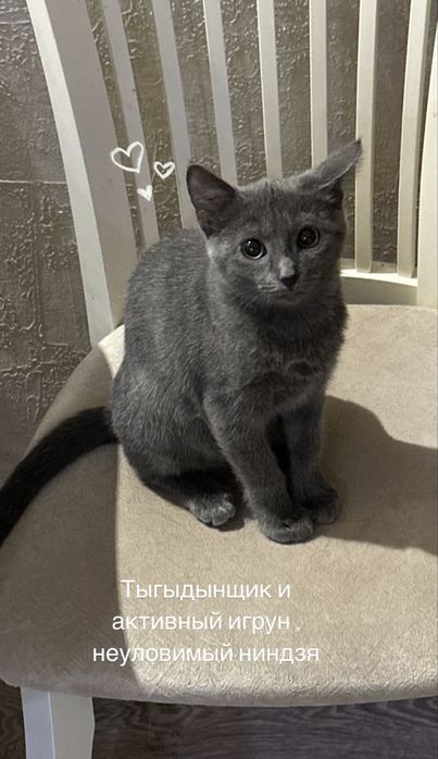 Котенок -мальчик 3 месяца