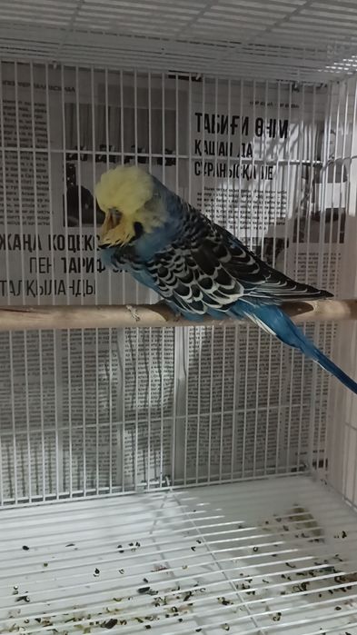 Выставочные чехи попугай