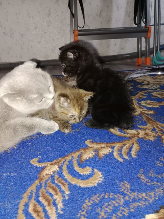 Котята шотландцы