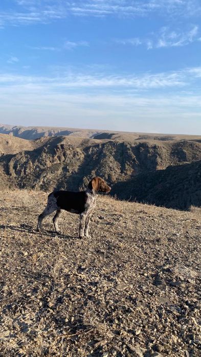 Продам курцхаар девочка