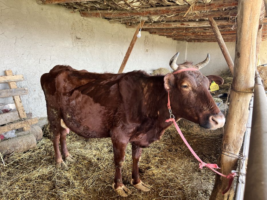 ona bola sigir sotiladi