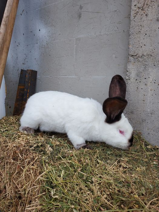 De vânzare uriaș de Transilvania