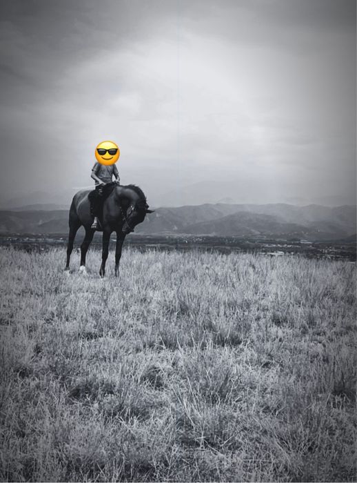 Чистокровный дончак дөнен сатылады.