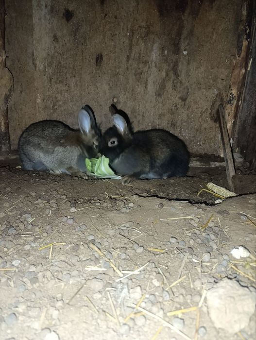 Erke quyonla sotiladi