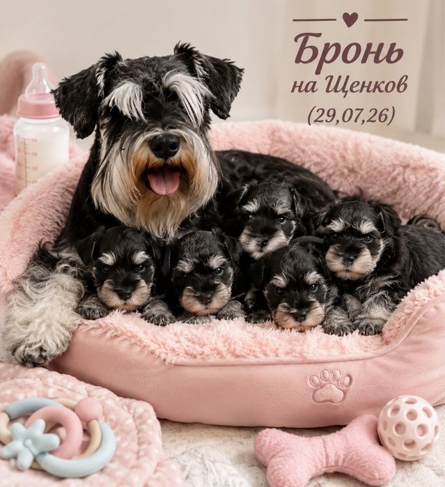 Бронь на щенков Цвергшнауцера. (29,07,26)