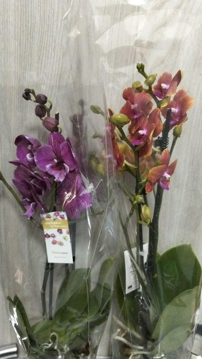 Продам Сортовые орхидеи