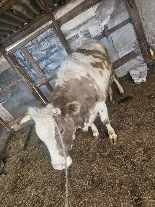 Корова молочный 5лет