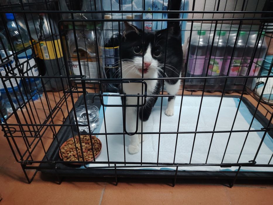 Пристраивается молодая кошечка