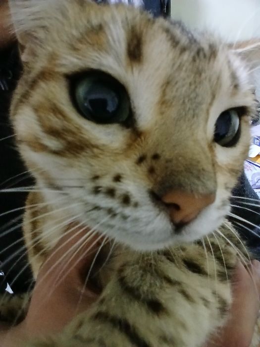 кошка бенгалиский