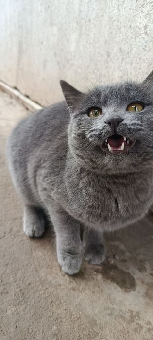 Britaniya kalta yungiga oʻxshaydi