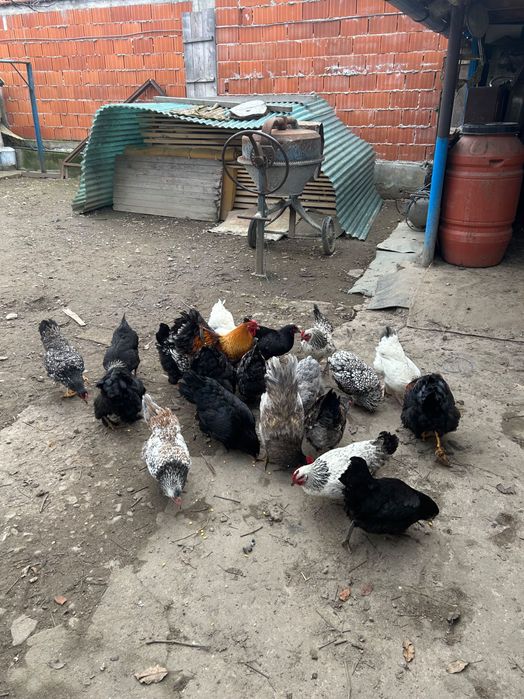 Vând găini 100%de casa