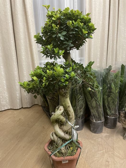 Дерево миллионера Бонсай