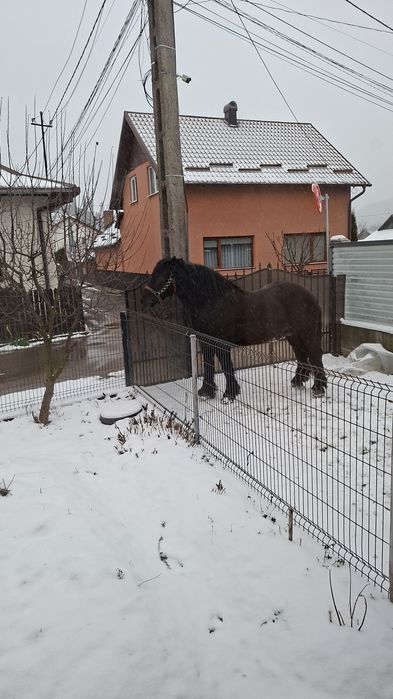 Vând armăsar de 6 ani
