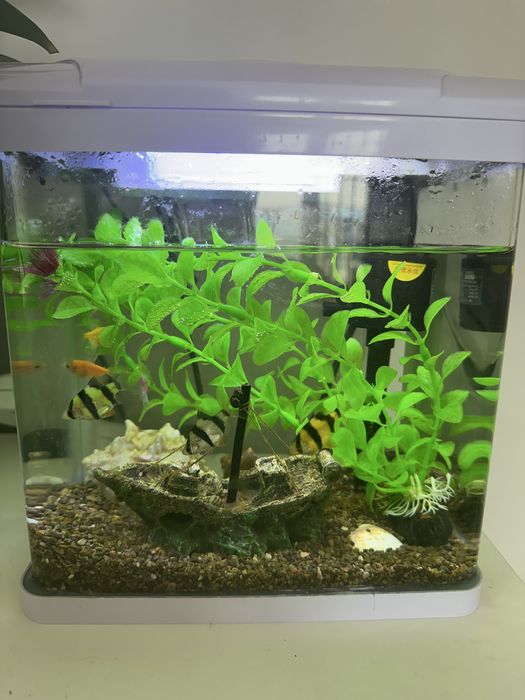 Аквариум с рыбками