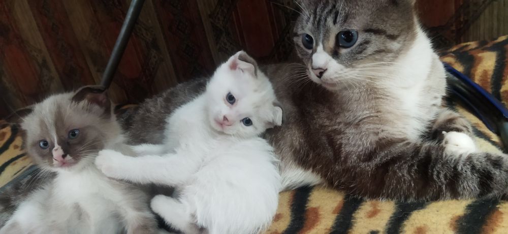 Котята 2 месяца вислоухие