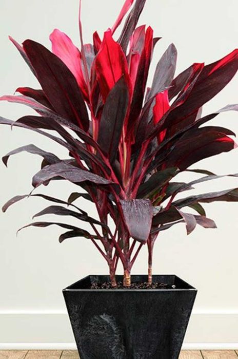 Комнатные цветы на подарок