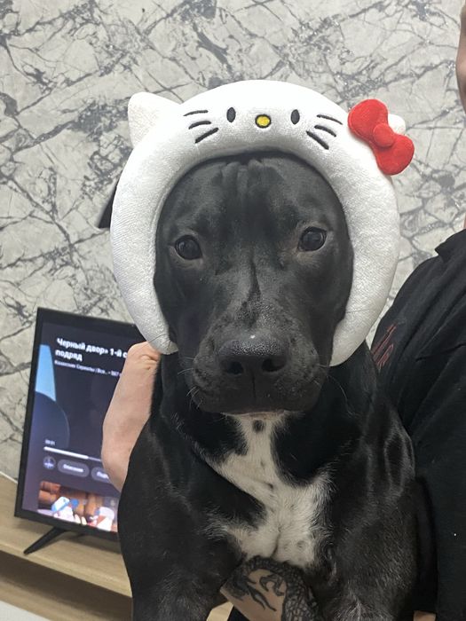 продам, пит бультерьер