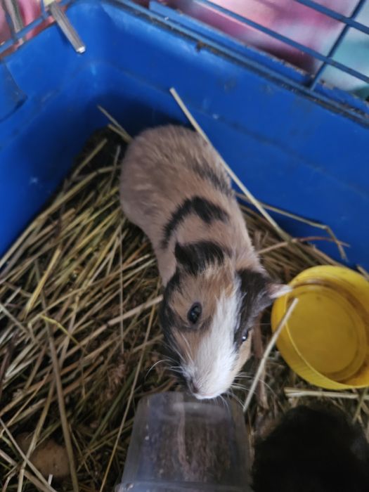 Морские свинки девочки мальчики