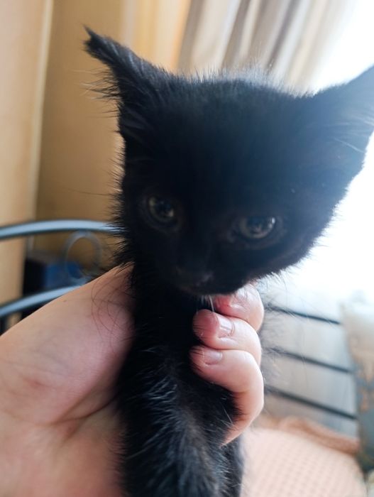 Отдам котенка в добрые руки