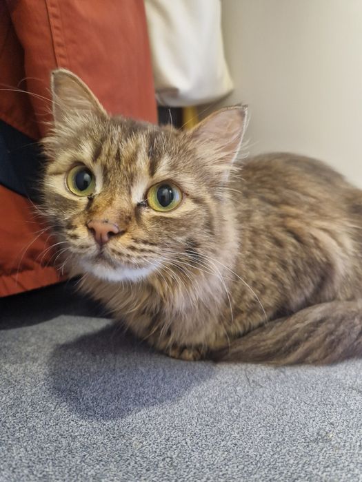 Отдам кошечку в надёжные руки