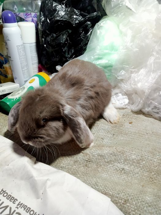 Продаются крольчата