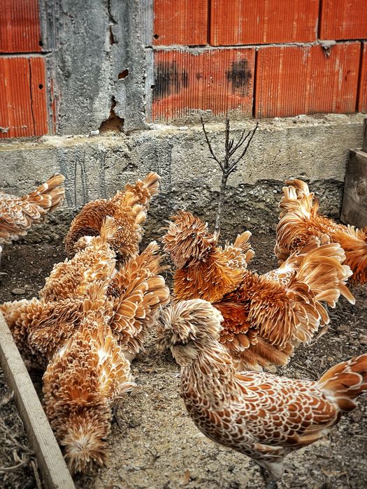 Oua de incubat gaini paduana standard si frezate