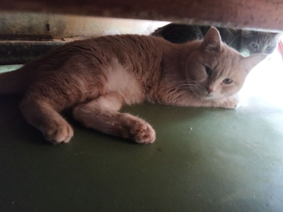 Пристраивается домашнаяя кошка и кот  в добрые ручки,  Чил район