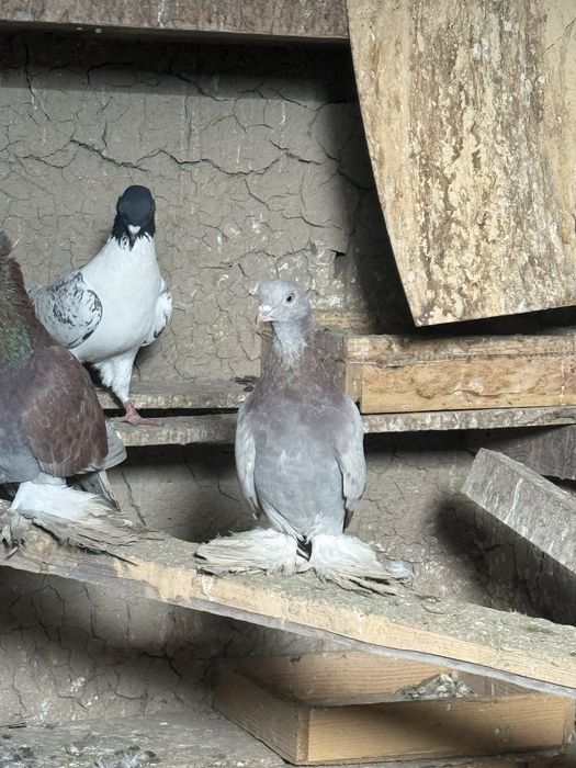 Продается сирень самка молодая