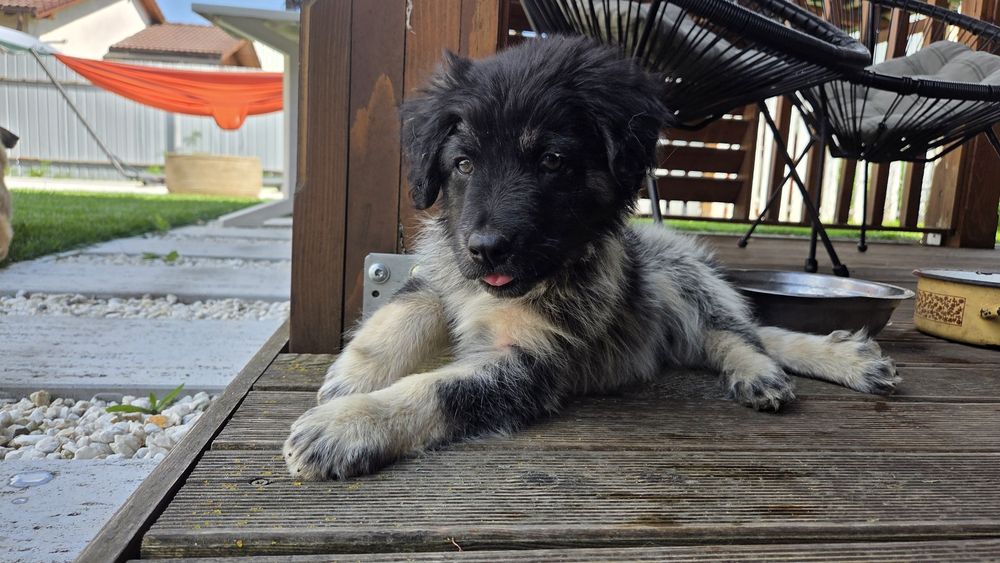Cățel abandonat pentru adoptie