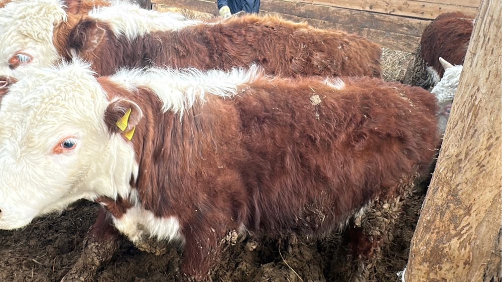 Откормде тұрған бұқалар сатылады