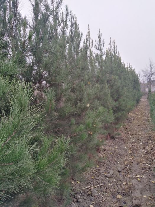 Декоратив кучатлар яшмл макон учун