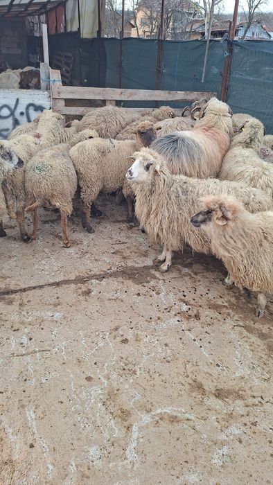 Vand oi si berbeci grasi