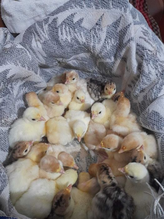 Vand curcani, rasa autohtona