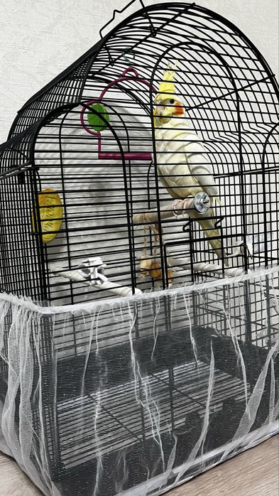 Продам попугай карелла