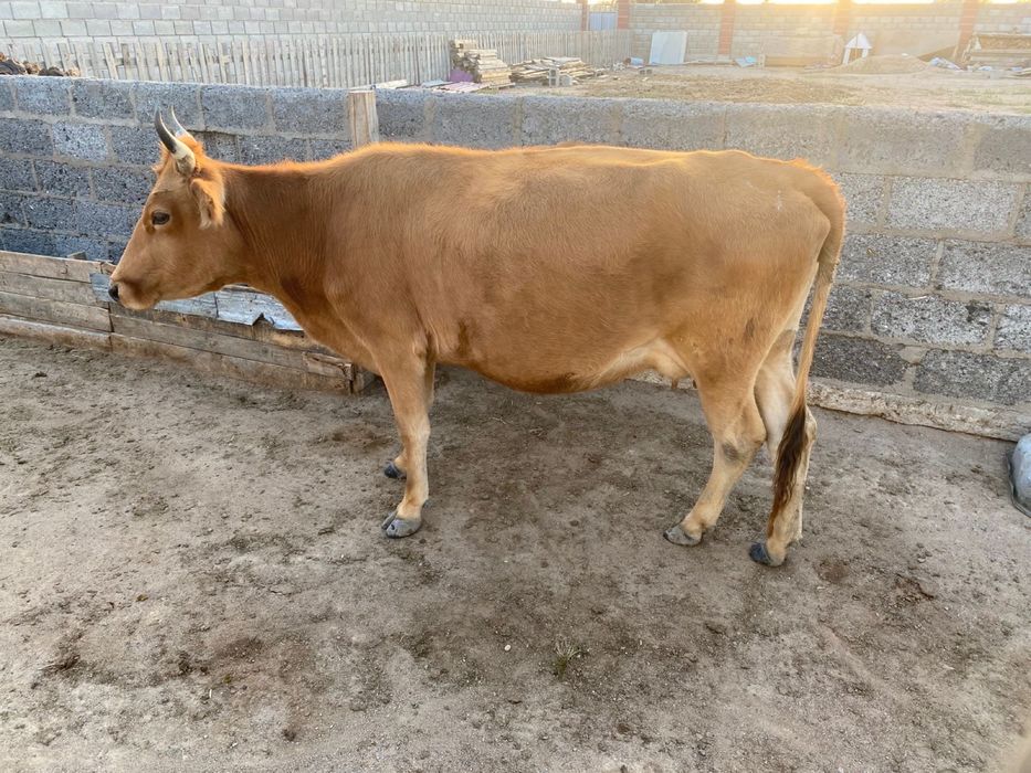 Продается КОРОВА (буаз)