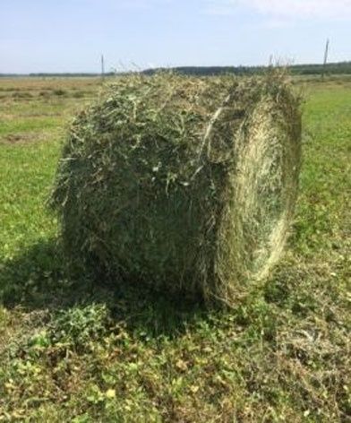 Жонышка (люцерна) с разными сорняками