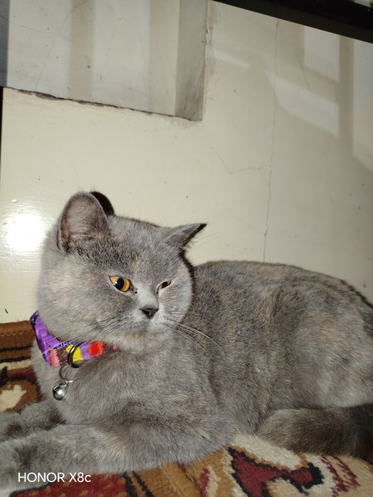 British Shorthair zotdor mushuk