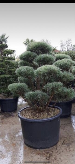bonsai copac - produse pentru Casa si gradina | OLX.ro