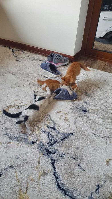 Отдам в хорошие руки, дети Трех-цветки. Меҳрибон қўлларга ҳадя!