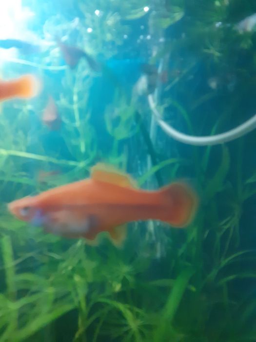 Меченосцы красные подростки