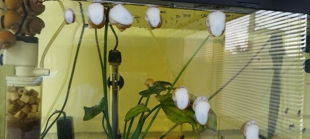 Охлюви Ампулария