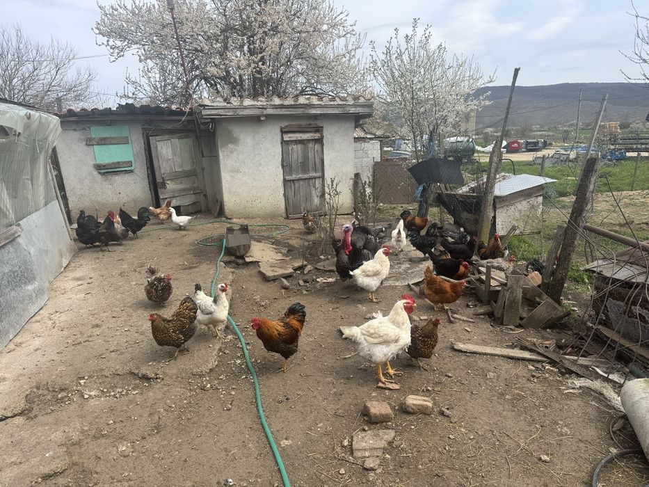 Петли и яйца от съответните кокошки и мисирки  на снимките