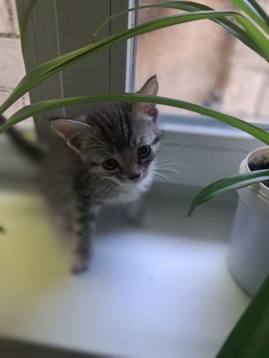 Отдам котят в добрые руки